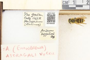 Media type: image;   Entomology 768569 Aspect: Labels